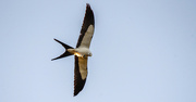 20th Mar 2022 - Yeah, Another Swallowtail Kite!