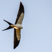 Yeah, Another Swallowtail Kite! by rickster549