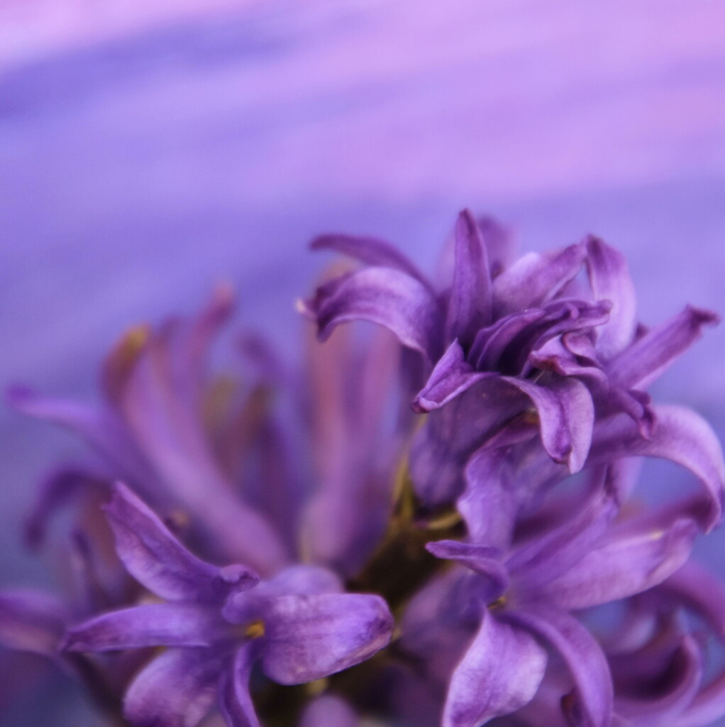 Hyacinth Petals by genealogygenie