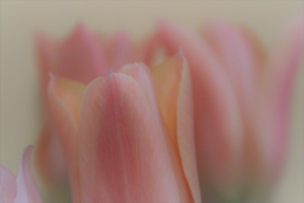 Tulips soft by edorreandresen