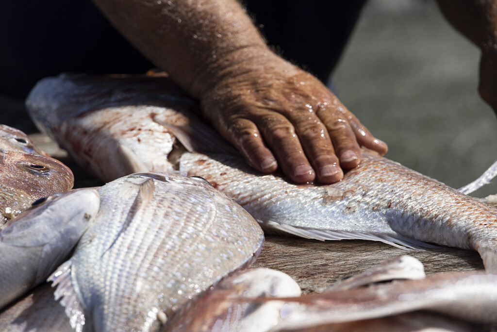 Fish filleting  by suez1e