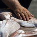 Fish filleting  by suez1e