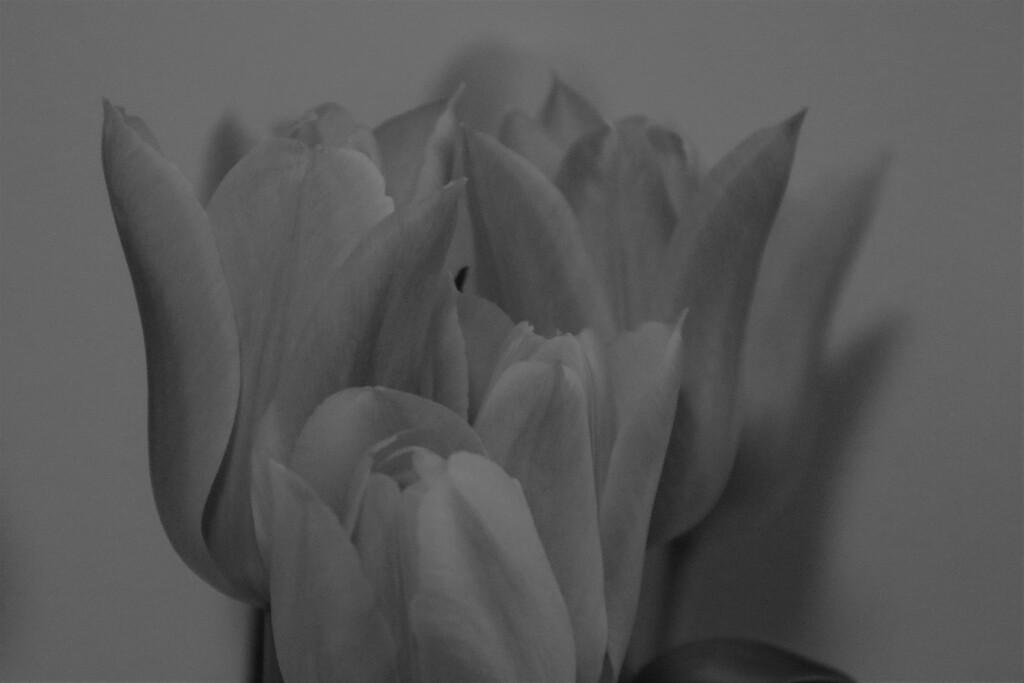 Tulips too by edorreandresen