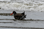 18th Mar 2022 - Oyster Catcher close up with splashes  