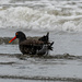 Oyster Catcher close up with splashes   by theredcamera