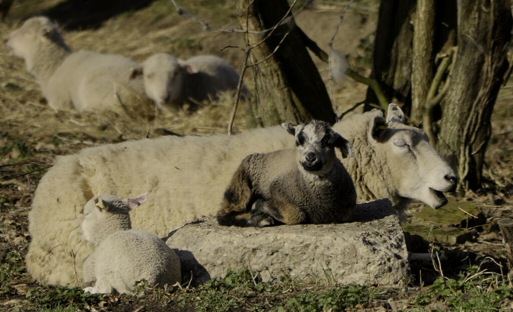New Lambs by tonygig