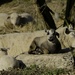 New Lambs by tonygig