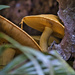 Yellow mushrooms by dkbarnett