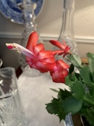 21st Mar 2022 - My Christmas cactus bloomed again