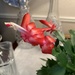 My Christmas cactus bloomed again by louannwarren