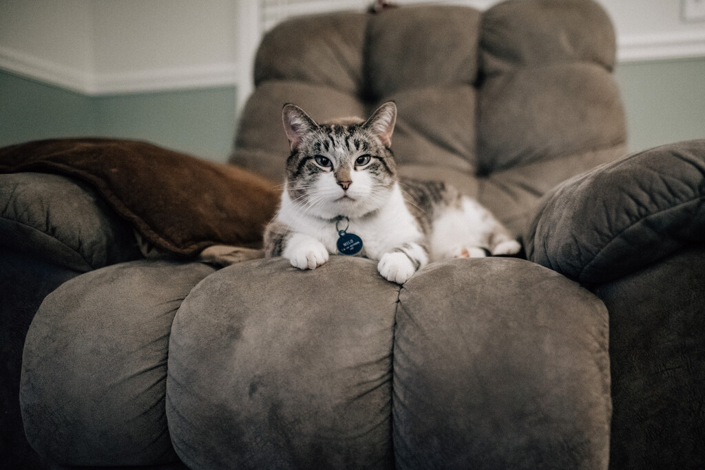 Milo Kitty King of the Chair by mistyhammond