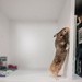 Hamster Life by mistyhammond