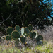 Cactus by dkellogg