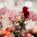 Valentines Flowers by mistyhammond