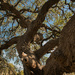 Oak Tree by dkellogg