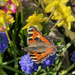 Butterfly on Grape Hyacinth by 365projectmaxine