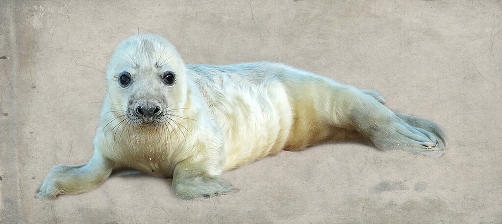 Seal Pup by rennes