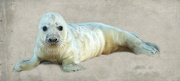 21st Mar 2022 - Seal Pup