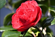 18th Mar 2022 - My first camelia this year