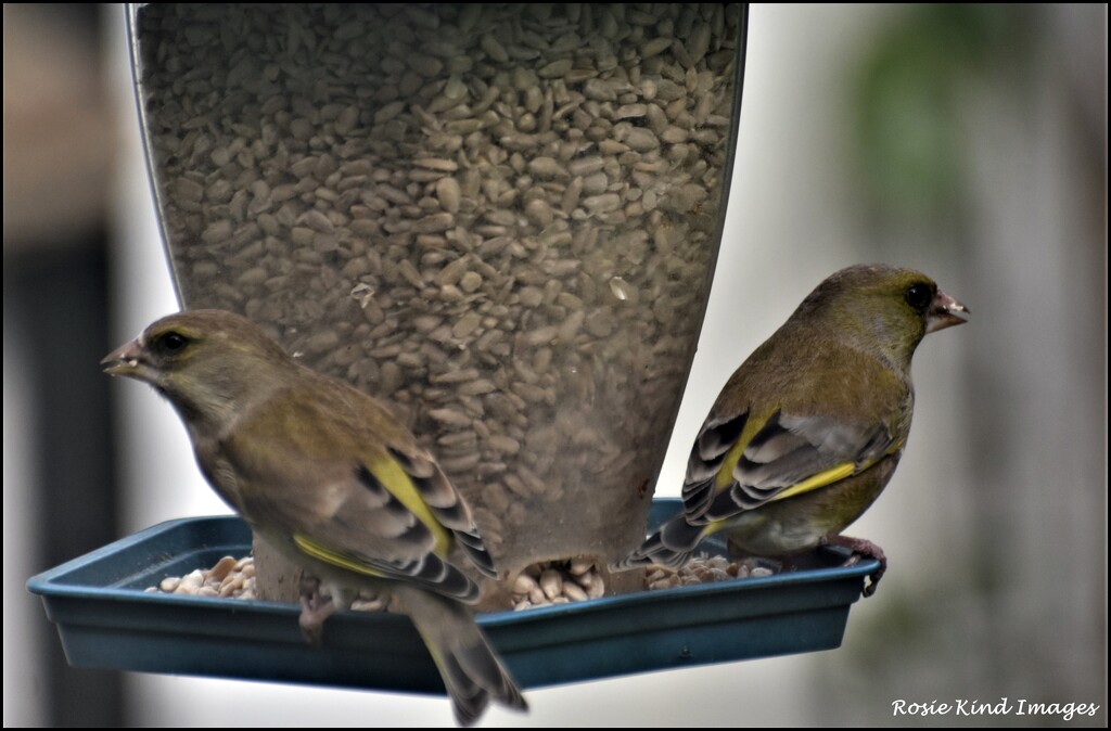 Pair of greenfinches by rosiekind