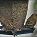 Pair of greenfinches by rosiekind
