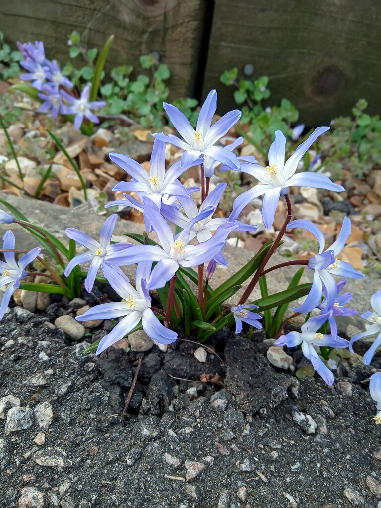 Spring..Scilla by 365projectorgjoworboys
