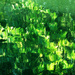 Green Filler by linnypinny