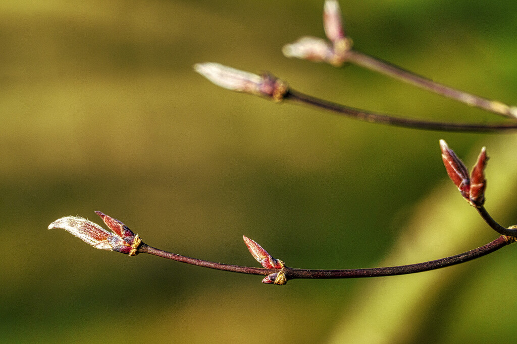 Japanese Red Maple Buds by k9photo