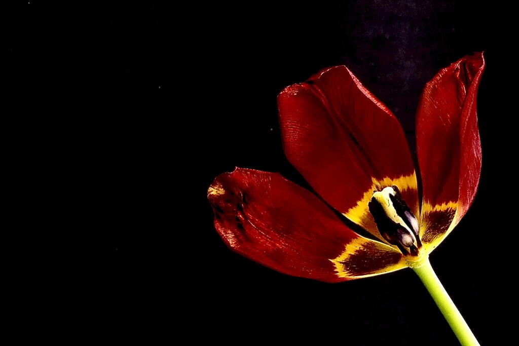 Red Tulip by carole_sandford