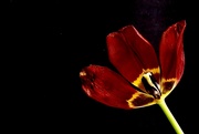 21st Mar 2022 - Red Tulip
