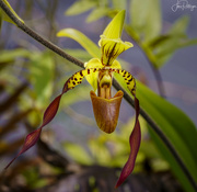21st Mar 2022 - Orchid 
