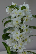 21st Mar 2022 - Birthday orchid