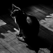 21st Mar 2022 - Shadows on a cat