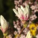 Magnolia Close-Up by susiemc