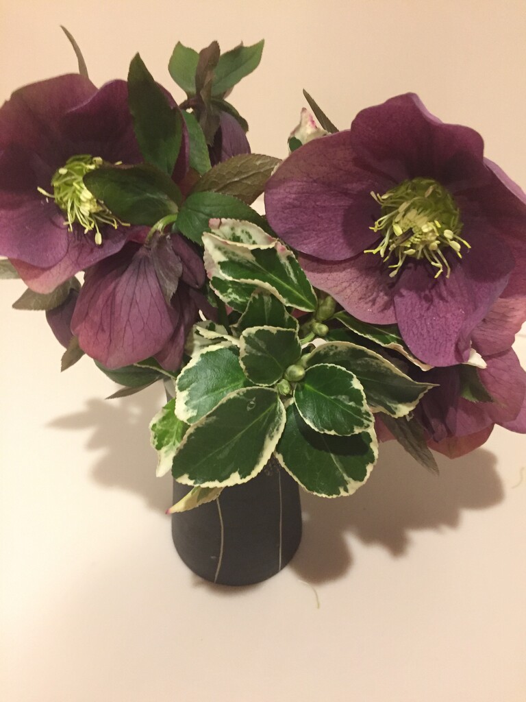 Hellebores - we have lots flowering now so just picked a few by snowy