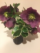 21st Mar 2022 - Hellebores - we have lots flowering now so just picked a few