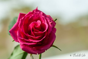 21st Mar 2022 - Pink rose