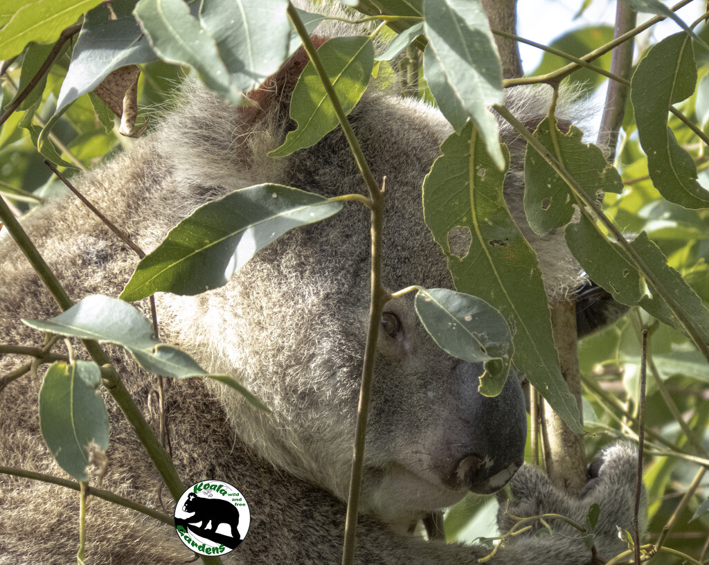 sneaky peeks by koalagardens