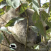 sneaky peeks by koalagardens