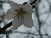 15th Mar 2022 - Spring Blossom 