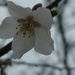 Spring Blossom  by countrylassie