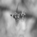 Luzula bulbosa... by marlboromaam