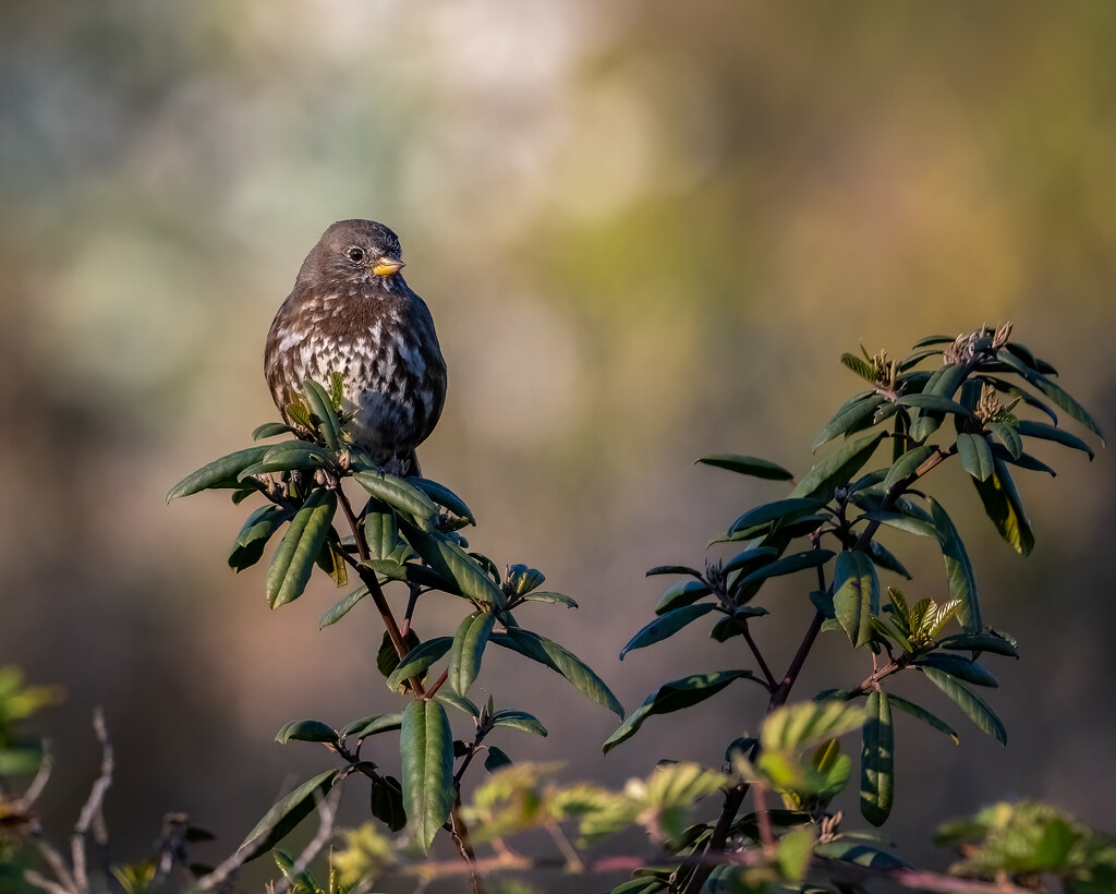 Fox Sparrow by nicoleweg