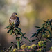 Fox Sparrow by nicoleweg