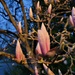 Evening Buds by kimmer50