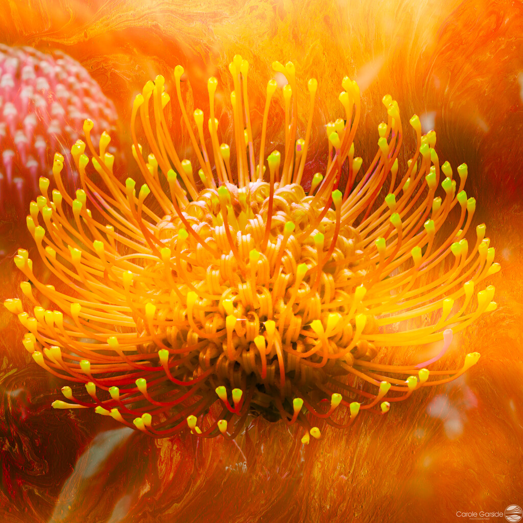 Orange protea by yorkshirekiwi