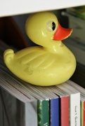 21st Mar 2022 - duck