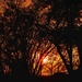 A fiery sunset by louannwarren