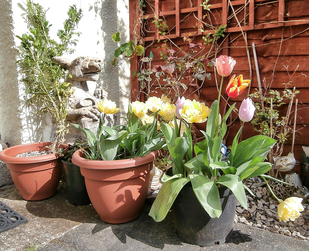Tulips. by cutekitty