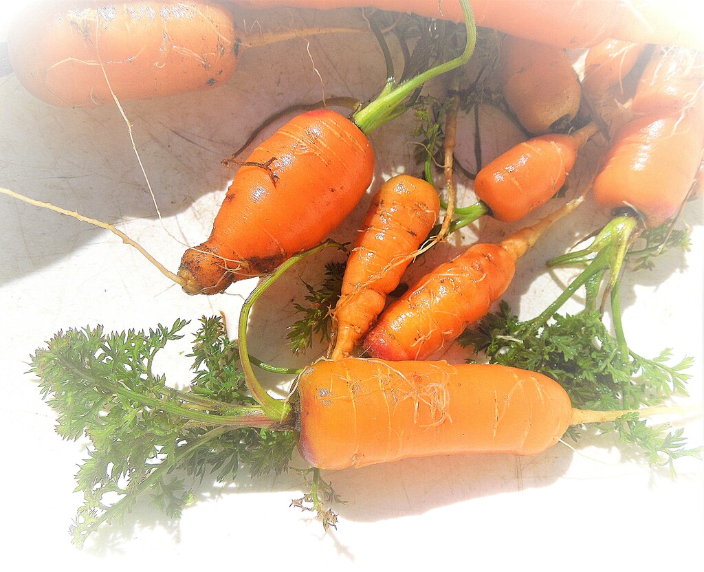 Baby carrots by etienne